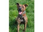 Adopt Rocky Road a Boxer, Catahoula Leopard Dog