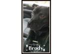 Adopt Brody a Labrador Retriever, Pit Bull Terrier