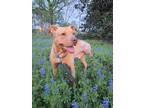 Adopt Drax a American Staffordshire Terrier, Labrador Retriever