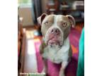 Adopt Canelo A American Staffordshire Terrier, Mixed Breed