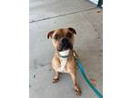Adopt Hot Toddy a Pit Bull Terrier, Mixed Breed