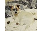 Adopt Salty a Jack Russell Terrier, American Eskimo Dog
