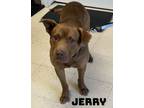 Adopt Jerry a Labrador Retriever, Pit Bull Terrier