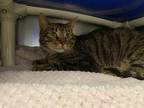 Arlo Domestic Shorthair Young Male
