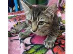 Benjamin Domestic Shorthair Kitten Male