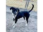 Willow Border Collie Adult Female