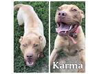 Karma American Staffordshire Terrier Young Female