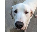 Milo Labrador Retriever Adult Male