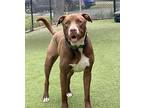 Ruger Boxer Adult Male