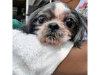 Portobello Shih Tzu Senior Female