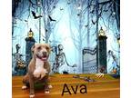 Ava English Bulldog Adult Female