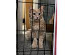 Madrona Domestic Shorthair Young Male