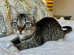 Arizona Domestic Shorthair Kitten Female