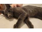 Jack Domestic Shorthair Kitten Male