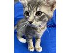 Piccolo Domestic Shorthair Kitten Female