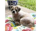 Oyster Shih Tzu Senior Female