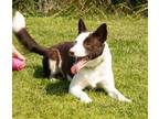 Otis Australian Cattle Dog Young Male