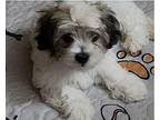 Binx Shih Tzu Puppy Male