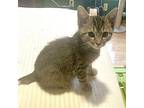 Beans Domestic Shorthair Kitten Male