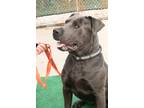 Zeus American Pit Bull Terrier Adult Male