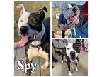 Spy - REDUCED FEE American Staffordshire Terrier Young Male