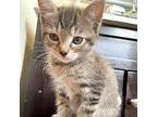 Franklin Domestic Shorthair Kitten Male