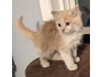 Beefcake Domestic Mediumhair Kitten Male