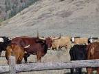Tonasket, Okanogan County, WA Farms and Ranches, Hunting Property