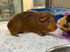 Adopt JULIO a Brown or Chocolate Guinea Pig / Mixed small animal in Pasadena