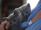 Russian Blue Kittens Several Litters Expected