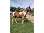 Beautiful Yearling APHA Filly
