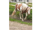 Beautiful Palomino Tobiano APHA & Pinto Stallion