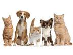 Business For Sale: Colorado Pet Supply And Grooming Business