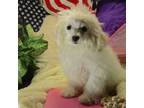 Maltipoo Puppy for sale in Magee, MS, USA