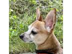 Jace Chihuahua Adult Male