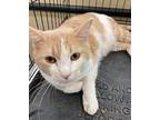 Zippy Domestic Shorthair Young Male