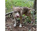 Dolce American Pit Bull Terrier Adult Female