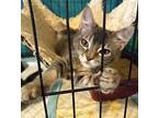 Bok Choy Domestic Shorthair Kitten Male