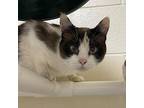 Sid Domestic Shorthair Senior Female