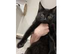 Gidget BDH Domestic Shorthair Kitten Male