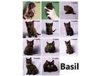 Basil Domestic Shorthair Kitten Male