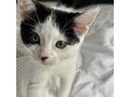 Hulu Domestic Shorthair Kitten Female