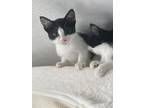 Peppermint Patty SB Domestic Shorthair Kitten Female