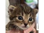 Lynn Domestic Shorthair Kitten Female