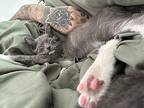 Opi Domestic Shorthair Kitten Male