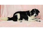 Jason *FOSTER NEEDED* Border Collie Young Female