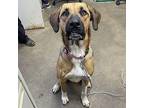 JAZMINE Black Mouth Cur Adult Female