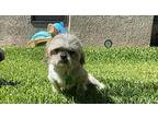 Penny Lane 2 Shih Tzu Senior Female