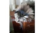 Petie Pie - TV Maine Coon Senior Male