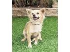 Sweet Lil Scotty ~ Pomchi PERFECT ! Pomeranian Young Male